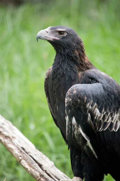 尾鹰是一种深褐色的黑色 楔尾鹰的喙是苍白的奶油 — 图库照片