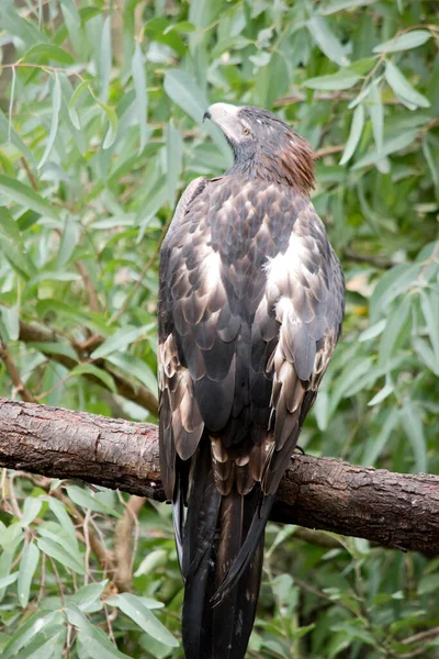 Wedge Tailed Eagle Een Donkerbruin Zwarte Kleur Snavel Van Zeearend — Stockfoto