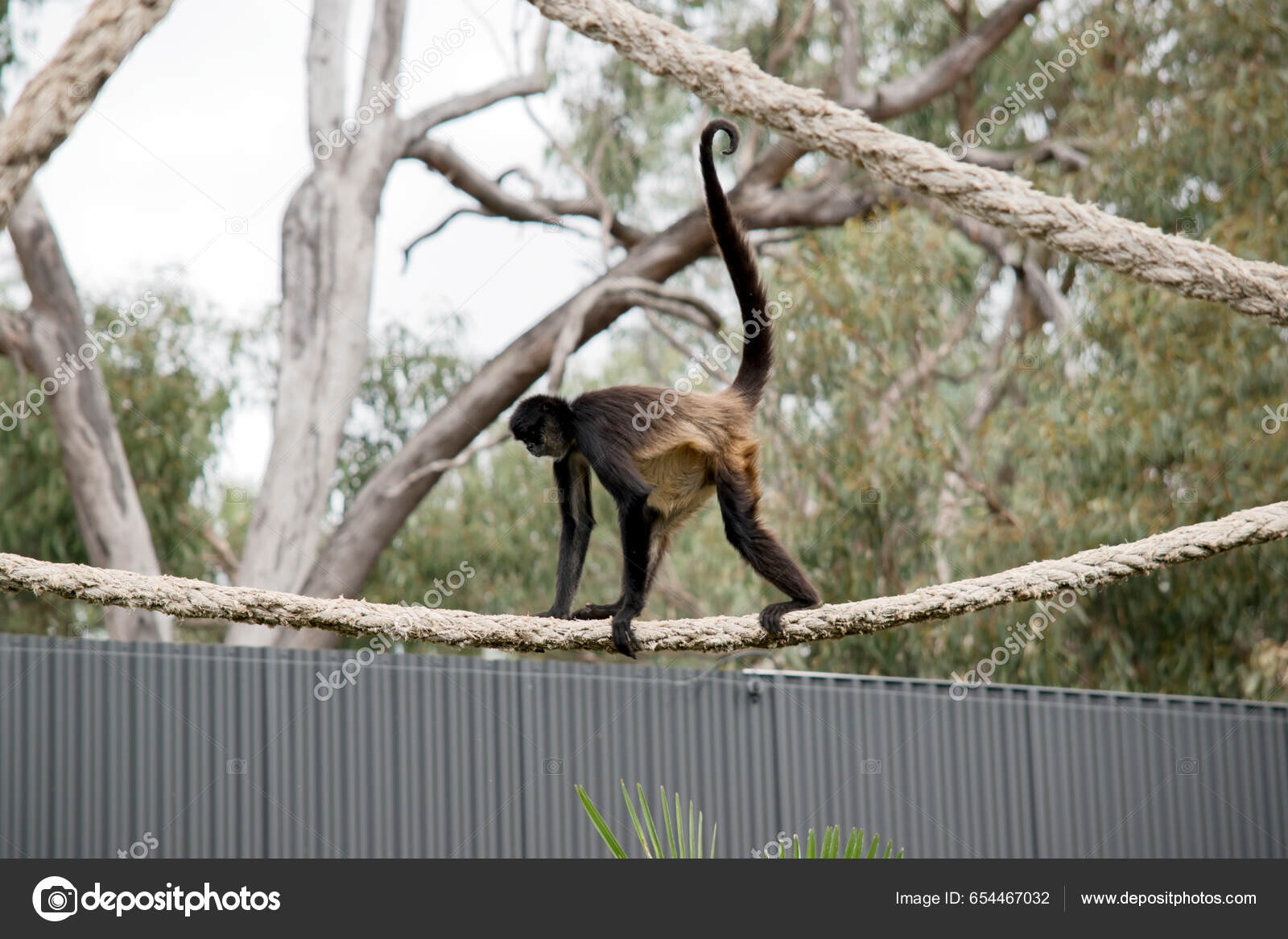 Foto de Preto Macacoaranha e mais fotos de stock de Macaco-aranha