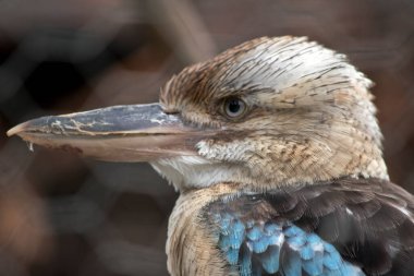 Mavi kanatlı Kookaburra büyük kare kafalı ve uzun gagalı büyük bir balıkçıdır. Ayırt edici soluk bir gözü var. Kafası açık beyaz, omuzları mavi, kahverengi çizgileri var. 