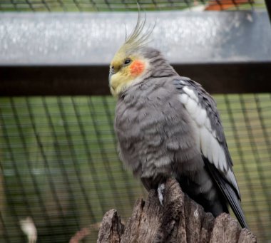 Papağanın tüyleri çoğunlukla gri, aşağısı daha soluk, beyaz kanat yaması, turuncu yanakları ve belirgin sivri bir arması var..