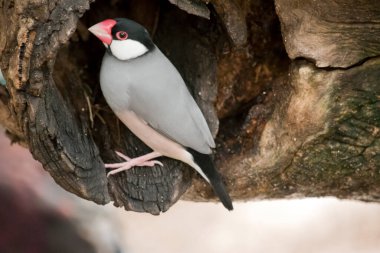 Java ispinozunun gri üst kısımları ve göğsü, pembe karın bölgesi, beyaz yanaklı siyah başı, kırmızı göz halkası, pembe ayakları ve büyük kırmızı gagası vardır.. 