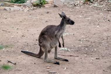 Kanguru Adası Kangurusu 'nun göbeğinin altında beyaz, açık kahverengi bir vücudu vardır.