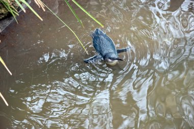 Küçük penguenin beyaz bir göğsü ve siyah bir vücudu var. Uçamaz..