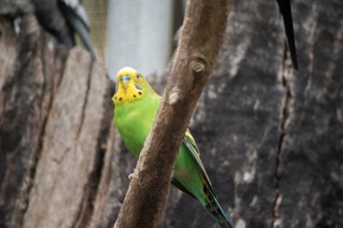 Muhabbet kuşları açık yeşildirler. Sırtlarında, kafalarında ve kanatlarında siyah çubuklar vardır. Olgun muhabbet kuşu dişileri genellikle bronz ya da bej renkli bir ilaca sahipken, erkeklerin üzerindeki madde mavi renklidir..