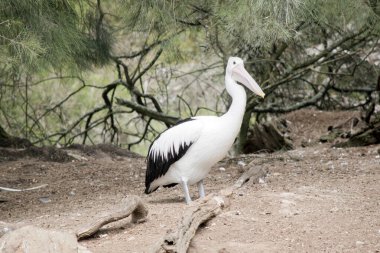 Avustralya pelikanları en büyük uçan kuşlardan biridir. Beyaz bir vücutları, kafaları ve siyah kanatları vardır. Büyük pembe bir banknotları var..