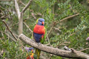 the rainbow lorikeet has green wings a blue head an orange beak and yellow on its chest