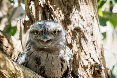 the Tawny Frogmouth is silver-grey, slightly paler below, streaked and mottled with black and rufous. The eye is yellow in both forms, and the wide, heavy bill is olive-grey to blackish.