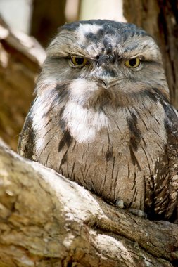 the tawny frog-mouth  plumage is mottled grey, white, black and rufous  the feather patterns help them mimic dead tree branches. they have bright yellow eyes.