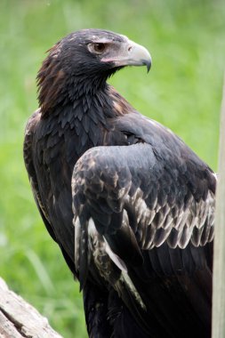 Kaz kuyruklu Kartal koyu kahverengi-siyah bir renktir. Takoz kuyruklu kartalın gagası soluk kremlidir..