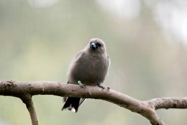 Odun kırlangıcı küçük tüylü gri bir kuştur.