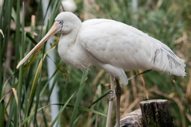 Sarı kaşık gagası, kaşığa benzeyen krema gagalı büyük beyaz bir deniz kuşudur. Sarı kaşık gagasının yüzünde açık mavi gözlü ince bir çizgi vardır.