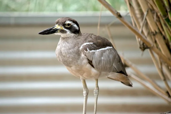 Beach Stone Curlew Largely Grey Brown Upperparts Distinctive Black White — Stock Photo, Image