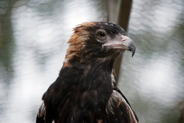 Zwarte Buizerd Vrij Groot Met Brede Afgeronde Vleugels Een Korte — Stockfoto