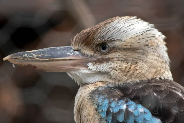 Kookaburra Alas Azules Gran Martín Pescador Con Una Gran Cabeza —  Fotos de Stock