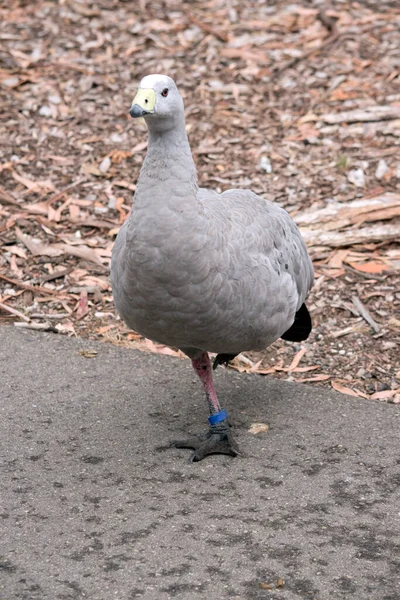 Die Cape Barren Goose Ist Eine Sehr Große Blassgraue Gans — Stockfoto