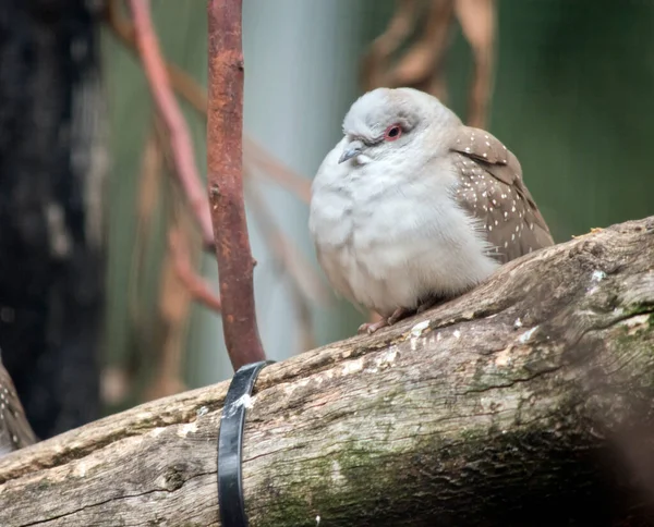 ダイヤモンド鳩は 特徴的な赤いアイリング 青灰色の頭と胸を持つ最小のオーストラリアの鳩です 背中と翼はスモーキーな茶色で 翼には白い斑点があります — ストック写真