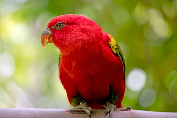 Das Plappernde Lory Hat Einen Roten Körper Und Grüne Flügel — Stockfoto