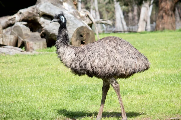 原始的な羽に覆われたEmuは黒い先端を持つ灰褐色から暗褐色です Emuの首は青みがかった黒で ほとんど羽はありません 彼らの目は黄褐色から黒色で くちばしは茶色から黒色です — ストック写真