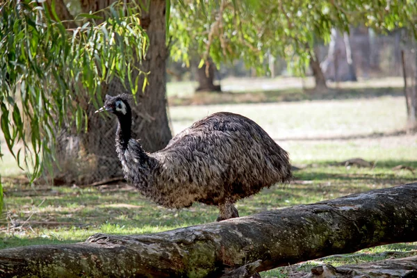 Emu Pájaro Grande Emú Está Cubierto Plumas Primitivas Que Son — Foto de Stock