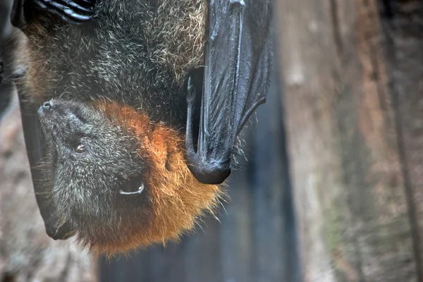 Νυχτερίδα Φρούτων Έχει Ένα Μάλλινο Γούνα Χρυσό Χρώμα Στο Κεφάλι — Φωτογραφία Αρχείου