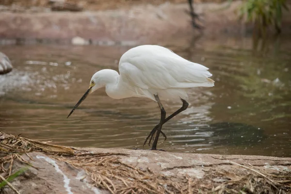 Egret Grande Pássaro Alto Água Branca Com Uma Conta Preta — Fotografia de Stock