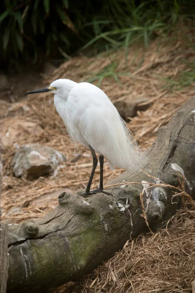 Wielki Żal Wysoki Biały Ptak Wodny Czarnym Dziobem — Zdjęcie stockowe