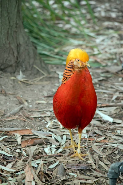 Male Golden Pheasant Very Brightly Coloured Yellow Crown Lower Back — Stock Photo, Image