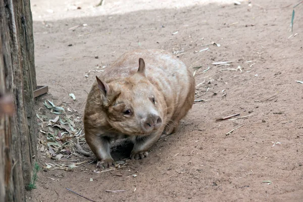 Los Wombats Nariz Peluda Tienen Piel Más Suave Orejas Más — Foto de Stock