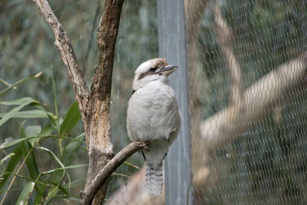 Los Kookaburras Tienen Una Cabeza Blanquecina Que Está Marcada Por — Foto de Stock