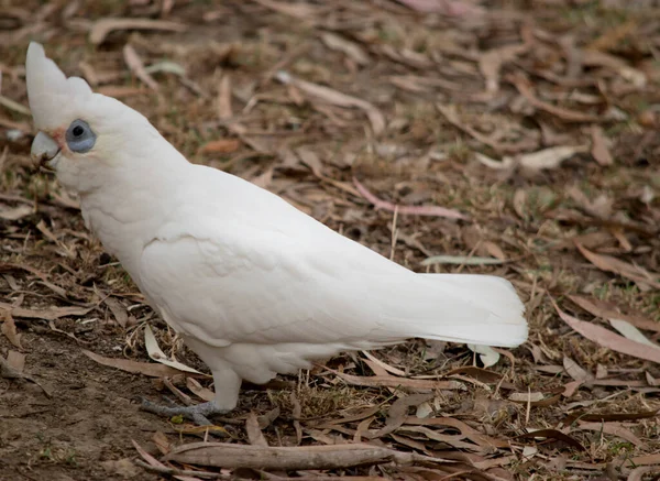 Malá Corella Bílý Pták Červenou Tváři Modrým Okem Kolem — Stock fotografie