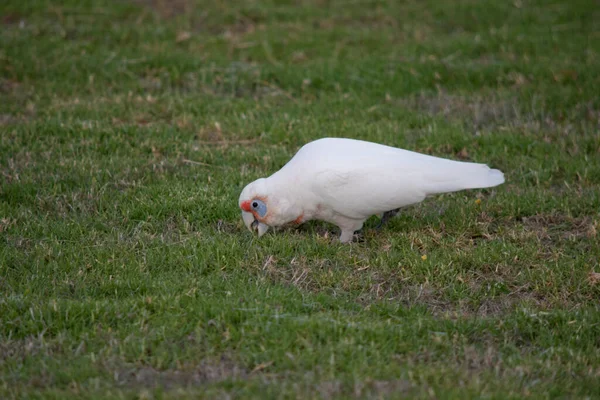 Long Corella Bec Est Oiseau Tout Blanc Avec Rouge Sur — Photo