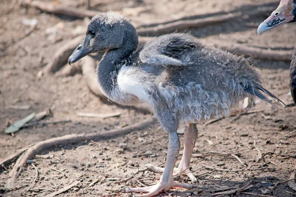 Magpie Gosling Has Grey Fluff White Feathers Starting Show Has — Stock Photo, Image