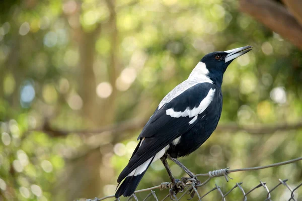 喜鹊是一种独特的观鸟 有光泽的黑色和灿烂的白色斑纹 — 图库照片