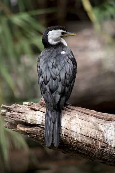 Pied Cormorant Большая Черно Белая Птица Длинным Серым Клювом Черными — стоковое фото