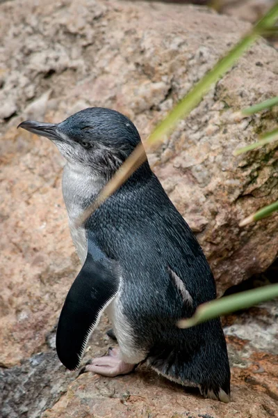 Der Kleine Pinguin Hat Eine Weiße Brust Und Einen Schwarzen — Stockfoto