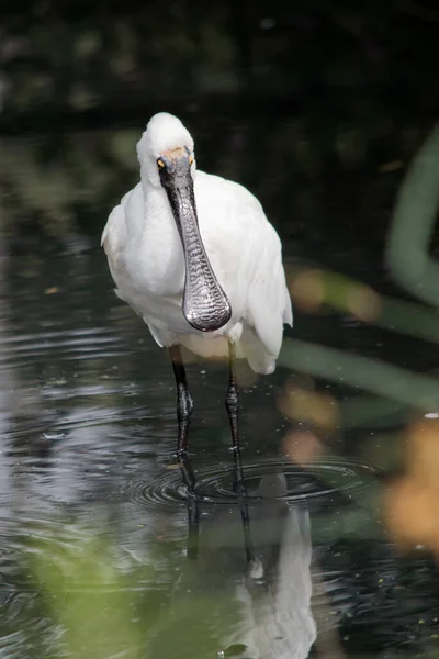 Spoonbill Real Pássaro Branco Grande Mar Com Uma Conta Preta — Fotografia de Stock