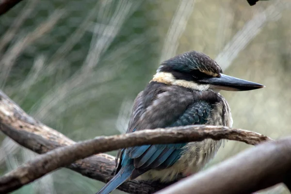 Kingfisher Assustado Tem Umas Costas Azul Turquesa Rabo Cauda Azul — Fotografia de Stock
