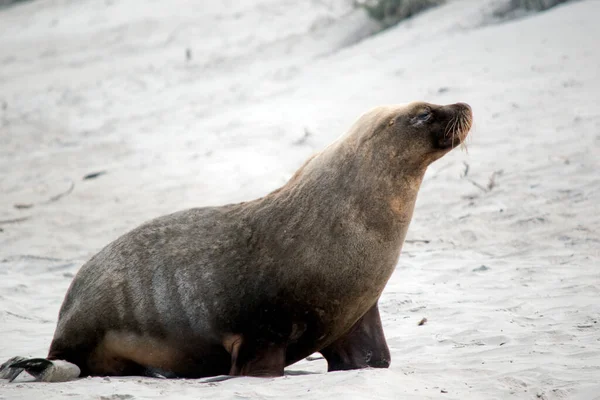 the male sea lion is a darker grey with hite or golden hair on top