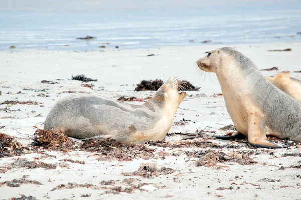 Femakle Sea Lions Greeting Each Other Pass — Stock Photo, Image