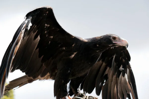 尾鹰是一种深褐色的黑色 楔尾鹰的喙是苍白的奶油 它们是大鸟的猎物 — 图库照片