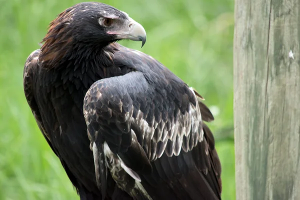 Den Kil Tailed Eagle Mörk Brun Svart Färg Näbben Kil — Stockfoto