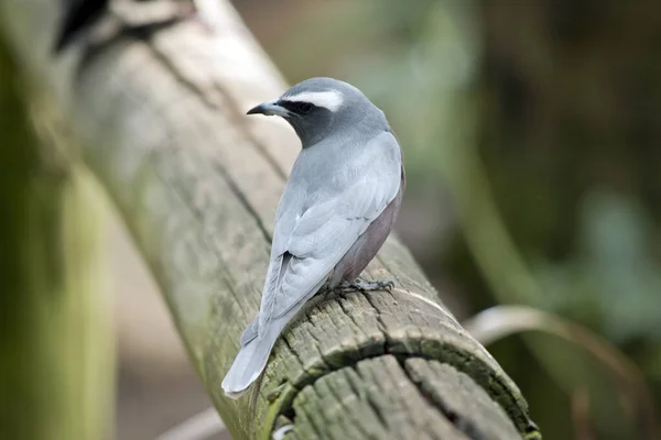 Woodswallow Browed Branco Pássaro Cinzento Com Uma Cara Preta Uma — Fotografia de Stock