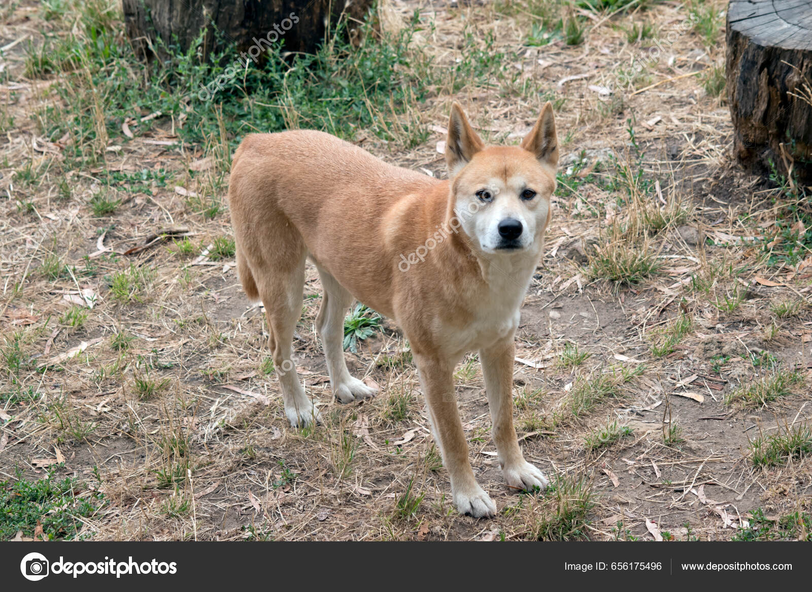 This Is A Close Up Of A Dingo Puppy Stock Photo - Download Image