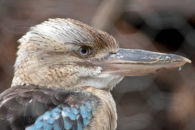 Mavi kanatlı Kookaburra büyük kare kafalı ve uzun gagalı büyük bir balıkçıdır. Ayırt edici soluk bir gözü var. Kafası açık beyaz, omuzları mavi, kahverengi çizgileri var. 