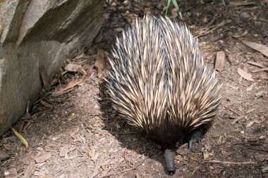 Ekidnanın kirpi gibi dikenleri, kuş gibi gagası, kanguru gibi kesesi vardır ve sürüngen gibi yumurtlar. Dikenli karıncayiyenler olarak da bilinir. Avustralya 'ya özgü küçük ve yalnız memelilerdir.
