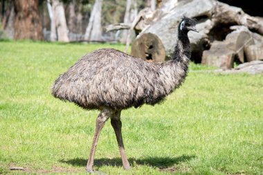 İlkel tüylerle kaplı olan devekuşu koyu kahverengiden gri-kahverengi ve siyah uçlu. Emu 'nun boynu mavimsi siyah ve tüysüz. Gözleri sarımsı kahverengiden siyaha ve gagaları kahverengiden siyaha.