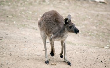 Kanguru Adası Kangurusu 'nun göbeğinin altında beyaz, açık kahverengi bir vücudu vardır. Ayrıca siyah ayakları ve pençeleri var.