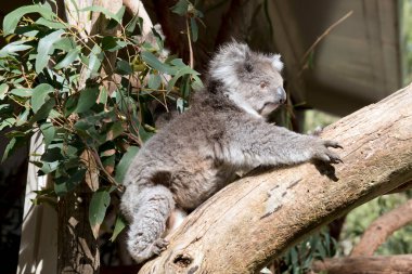 Koala genellikle gri-kahverengidir. Göğsünde, iç kollarında, kulaklarında ve altlarında beyaz kürk vardır. Büyük yuvarlak başları, büyük tüylü kulakları ve büyük siyah burunları vardır..
