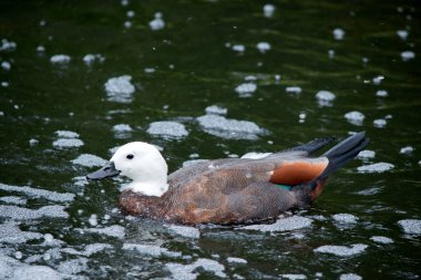 Radjah Shelduck beyaz ve göğsünde kestane bandı var. Kanat uçları, sırtı, kıçı ve kuyruğu siyahtır. Pembe bacakları, ayakları ve gagası var.